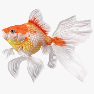 White Goldfish Aquarium Fish Swimming Pose 3D