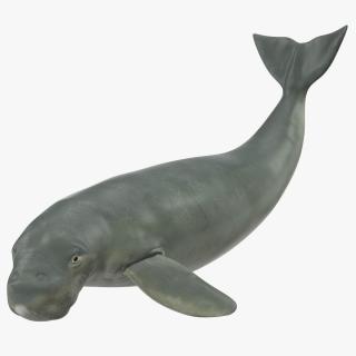 Dugong Playful Pose 3D model