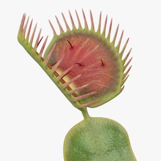3D Venus Flytrap Dionaea Muscipula Rigged model