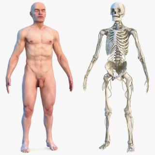 Male Skeleton Nervous System And Skin 3D