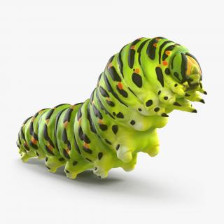 Swallowtail Caterpillar or Papilio Machaon Rigged 3D model