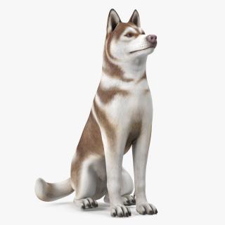 Sitting Siberian Husky Copper and White 3D model