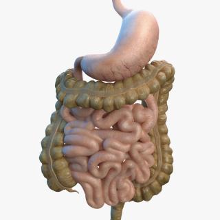 Human Stomach Small Inestines and Colon 3D model