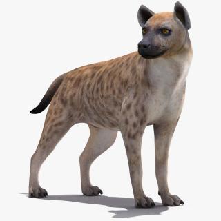 Hyena Rigged 3D