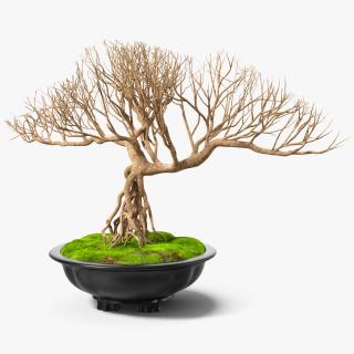 3D Bonsai Naked Tree in Pot Fur model