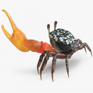3D Calling Crab Fighting Pose