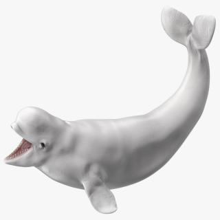 3D Beluga Whale Young Playful Pose
