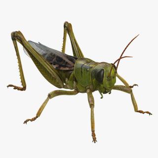 3D model Grasshopper with Fur