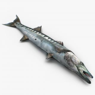 3D Barracuda Fish Lying on the Floor model
