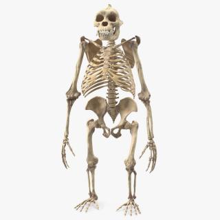 3D Gorilla Skeleton Bone Structure