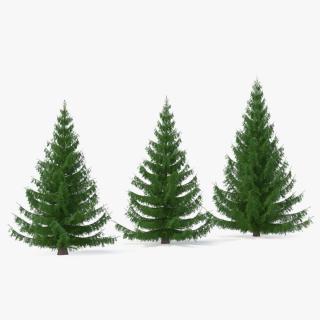 3D Spruces Collection model