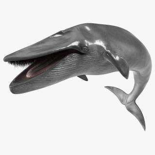 3D Sea Mammal Blue Whale Resting Pose Fur model