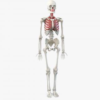 3D Human Male Skeleton with Respiratory System model