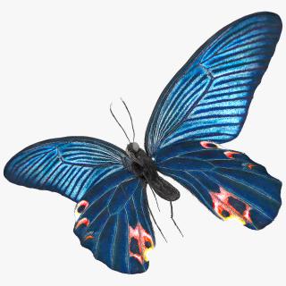 3D Animated Papilio Protenor Butterfly Male Flapping Wings Fur Rigged