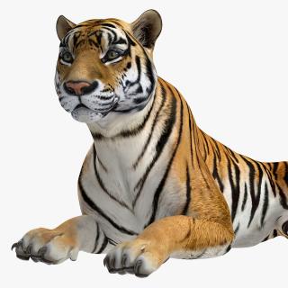 3D Lying Tiger