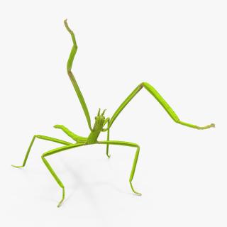 3D model Stick Insect Green Attack Pose