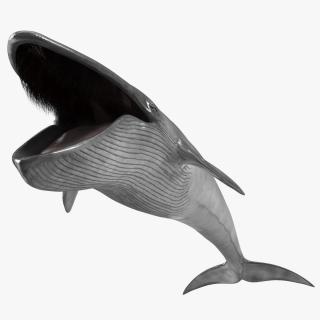 3D Blue Whale Fur Rigged