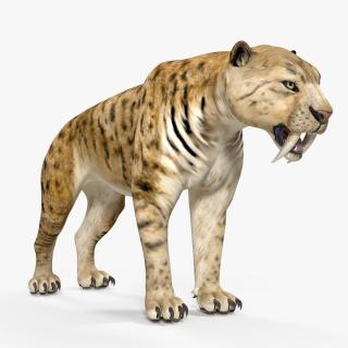 Saber Tooth Tiger 3D