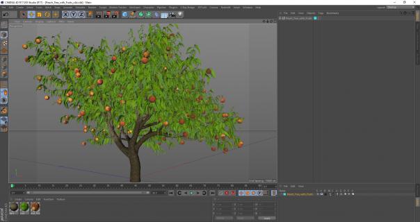 Peach Tree with Fruits 3D