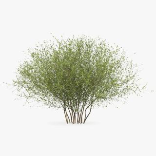 Kolkwitzia Amabilis Bush 3D model