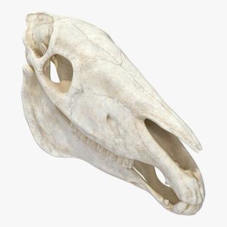 3D Horse Skull