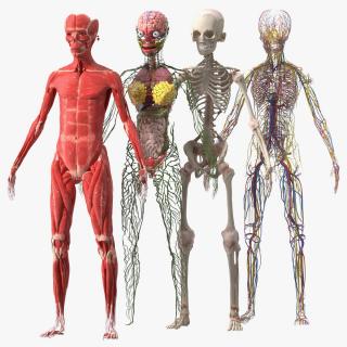 3D model Skinless Full Body Kid Girl Anatomy