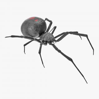3D Widow Spider with Fur