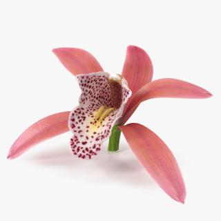 Orchid Flower Pink Fur 3D