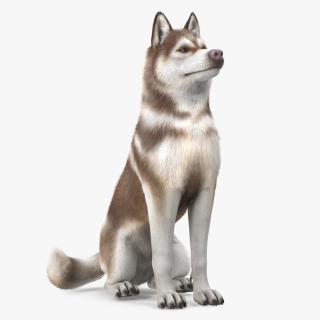 3D Sitting Siberian Husky Copper and White Fur model