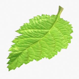 3D model Blackberry Leaf