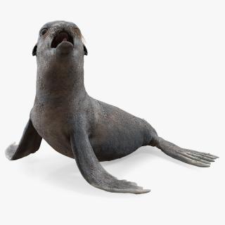 3D model Sea Lion Wet Seating Pose