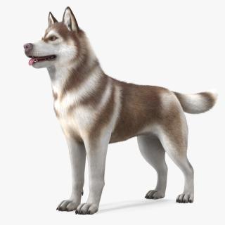 3D model Siberian Husky Copper and White Fur