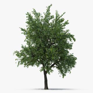 3D Summer Pear Tree