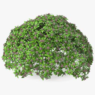 3D Daphne Odora Evergreen Shrub with Flowers