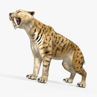Saber Tooth Tiger Growls Pose 3D model