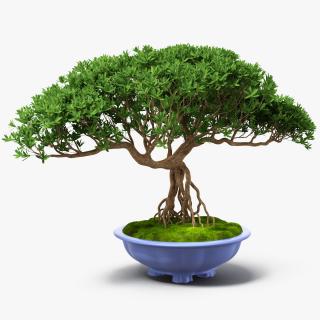 3D Small Bonsai Tree in Pot Fur model