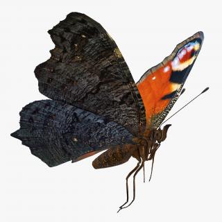 3D European Peacock Butterfly Flying Pose model