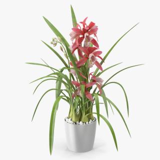 3D model Pink Orchid Pot