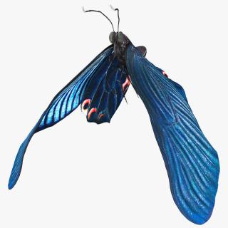 3D Animated Papilio Butterfly Flapping Wings Rigged model