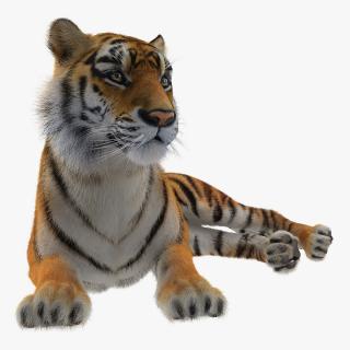 3D model Lying Tiger with Fur