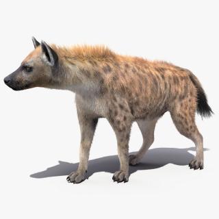 Hyena Walking Pose Fur 3D