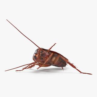 3D Animated Cockroach Cleans Paw Rigged