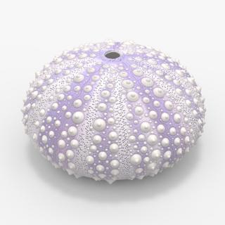 3D model Beach Decor Sea Urchin Shell Purple