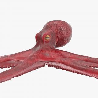 3D Octopus Vulgaris