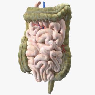 3D Young Man Anatomy Intestines model
