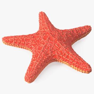 Sea Star Marine Invertebrate Red 3D