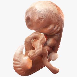 3D model Human Embryo 4 Weeks