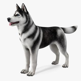 Siberian Husky Black and White Rigged 3D