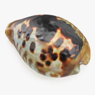 3D Sea Shell Cypraea Mus