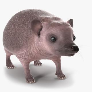 3D Bald Hedgehog model